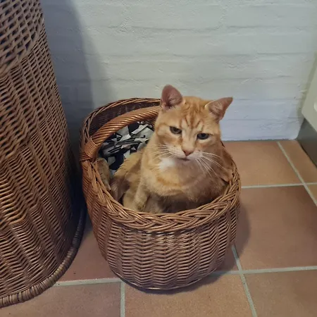 Bauernhofferien Auf Mon, Schaeferwagen 