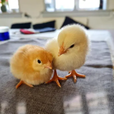Bauernhofferien Auf Mon, Schaeferwagen 