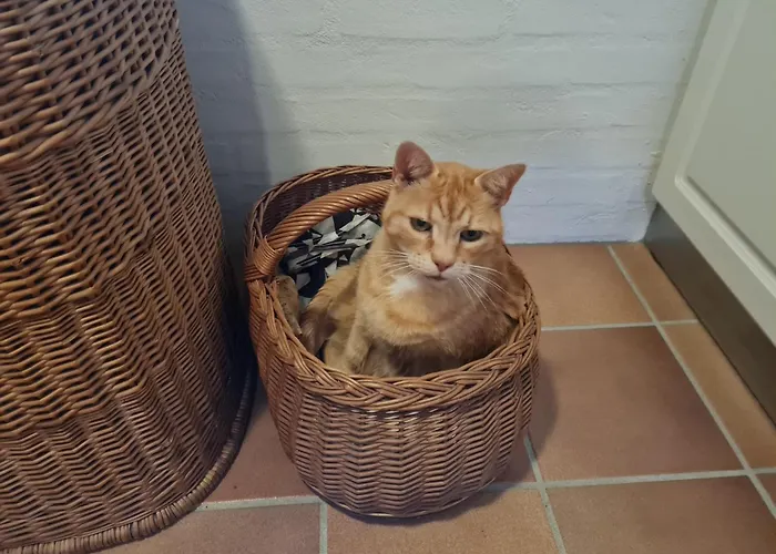 Bauernhofferien Auf Mon, Schaeferwagen 